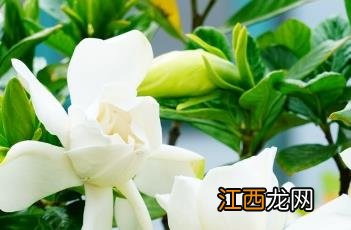 栀子花叶子发黄干枯掉叶子怎么办 栀子花