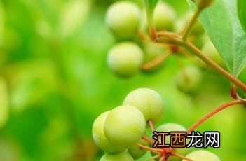 菝葜 菝葜的别名