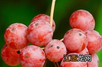 菝葜 菝葜的别名