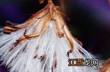 紫鹅绒开花 紫鹅绒