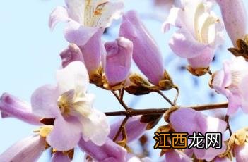 泡桐花 泡桐花的功效与作用