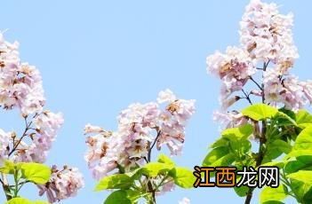 泡桐花 泡桐花的功效与作用