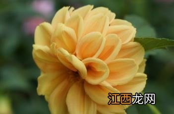 小丽花 小丽花是一年生还是多年生