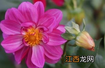 小丽花 小丽花是一年生还是多年生