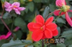 小丽花 小丽花是一年生还是多年生