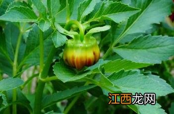 小丽花 小丽花是一年生还是多年生