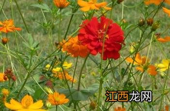 硫华菊什么时候播种最好 硫华菊