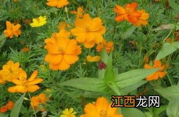 硫华菊什么时候播种最好 硫华菊