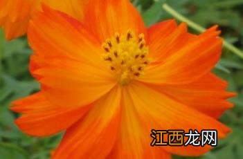 硫华菊什么时候播种最好 硫华菊