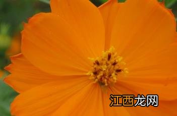 硫华菊什么时候播种最好 硫华菊