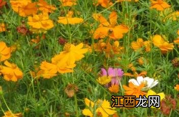 硫华菊什么时候播种最好 硫华菊