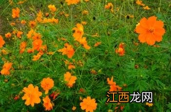 硫华菊什么时候播种最好 硫华菊