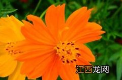 硫华菊什么时候播种最好 硫华菊