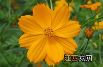 硫华菊什么时候播种最好 硫华菊