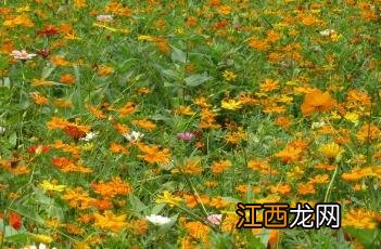 硫华菊什么时候播种最好 硫华菊