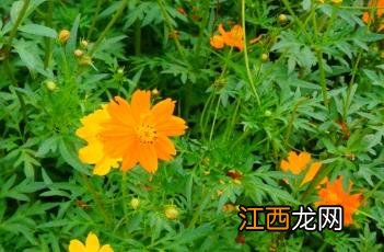 硫华菊什么时候播种最好 硫华菊