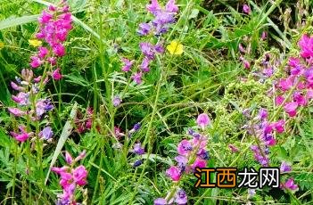 蓝花棘豆 蓝花棘豆图片