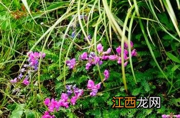 蓝花棘豆 蓝花棘豆图片