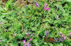 蓝花棘豆 蓝花棘豆图片