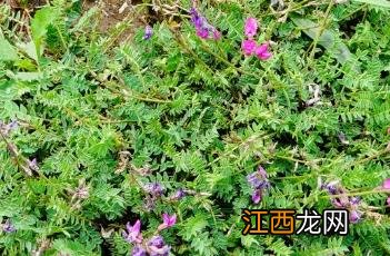 蓝花棘豆 蓝花棘豆图片