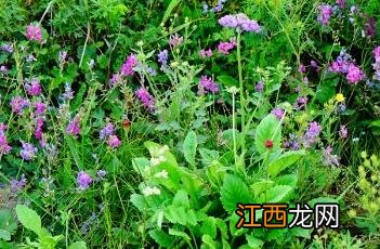 蓝花棘豆 蓝花棘豆图片