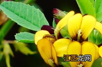 花苜蓿 黄花苜蓿