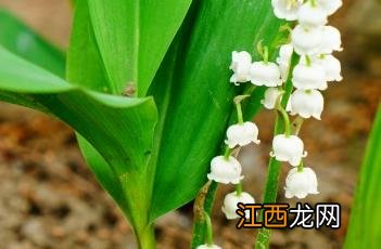 铃兰花的种植时间和开花时间 铃兰