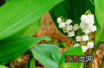 铃兰花的种植时间和开花时间 铃兰