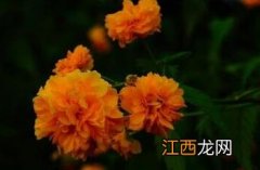 棣棠花图片 棣棠花