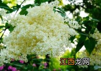 暴马丁香花 暴马丁香