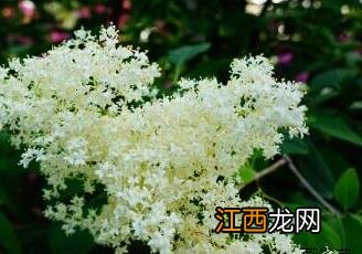 暴马丁香花 暴马丁香