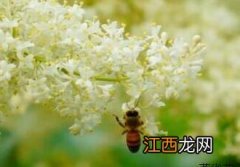 暴马丁香花 暴马丁香