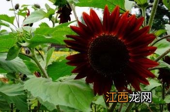 向日葵视频在线无限看-丝瓜ios绿巨人 向日葵