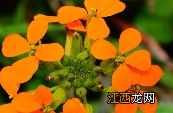 糖芥图片 糖芥