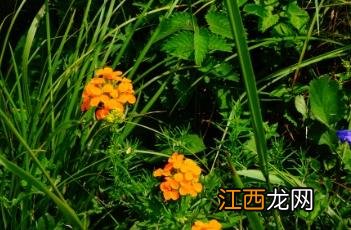 糖芥图片 糖芥