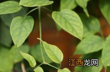 炮仗花 炮仗花几月份开花