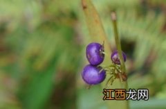 山菅兰是兰花吗? 山菅兰