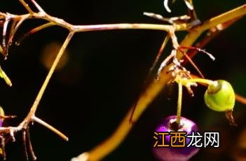 山菅兰是兰花吗? 山菅兰