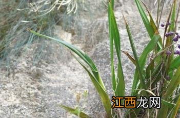 山菅兰是兰花吗? 山菅兰