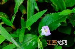 旱田草 旱田草药图