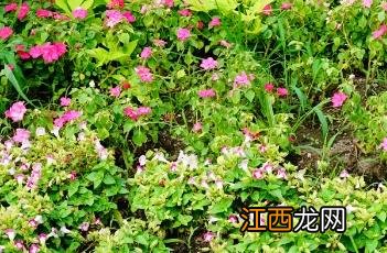 夏堇 夏堇花语