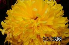 菊花古诗 菊花