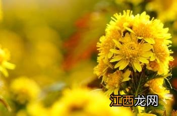 菊花脑 菊花脑是什么菜