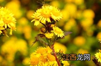 菊花脑 菊花脑是什么菜