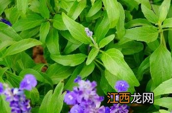 鼠尾草英文 鼠尾草