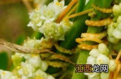 菟丝子的作用和功效 菟丝子