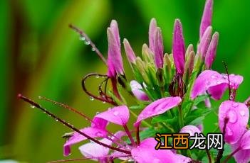 醉蝶花花语和寓意 醉蝶花