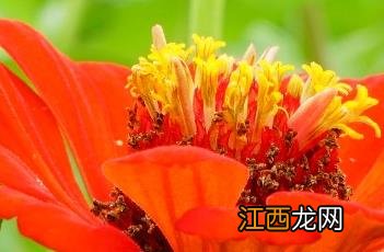 百日菊的种植方法和注意事项 百日菊