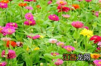 百日菊的种植方法和注意事项 百日菊