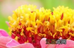 百日菊的种植方法和注意事项 百日菊